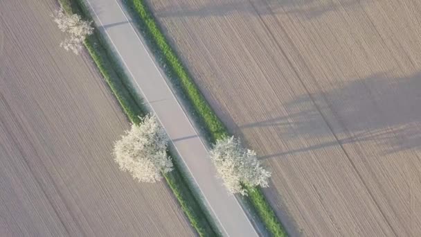 春天盛开的樱桃树 — 图库视频影像