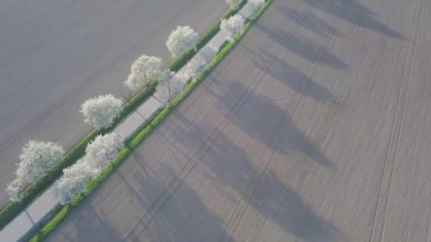 Kvetoucí Třešně Jaře — Stock video