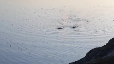 Balinalar Ilulissat yakınlarında buzdağlarının arasına dalarlar. Kaynağı Jakobshavn buzulu. Buzdağlarının kaynağı küresel ısınma ve buz erimesi, Disko Körfezi, Grönland, UNESCO 