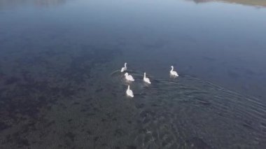 Güzel kuğular denizin mavi yüzeyinde yüzerler.