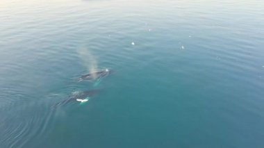 Balinalar Ilulissat yakınlarında buzdağlarının arasına dalarlar. Kaynağı Jakobshavn buzulu. Buzdağlarının kaynağı küresel ısınma ve buz erimesi, Disko Körfezi, Grönland, UNESCO 