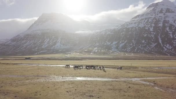 Gruppe Smukke Islandske Heste – Stock-video