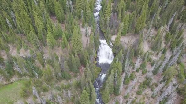 Río Que Fluye Bosque Vista Aérea — Vídeos de Stock