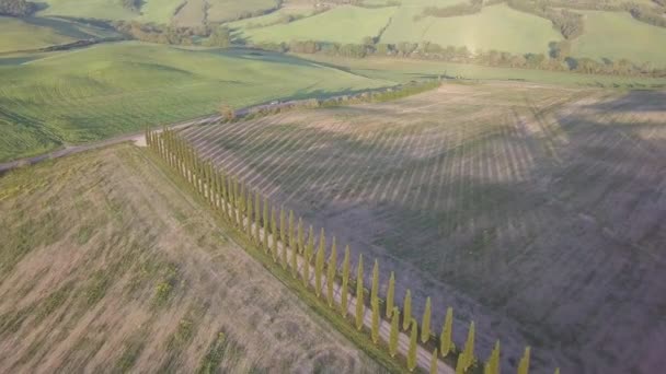 Mooie Cypress Steegje Natuur Landschap — Stockvideo