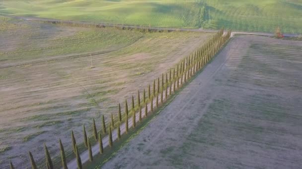 Mooie Cypress Steegje Natuur Landschap — Stockvideo