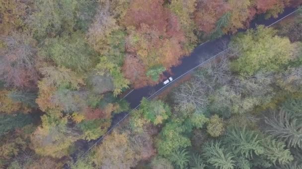 Bela Paisagem Paisagem Com Árvores Estrada — Vídeo de Stock