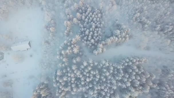 美しい冬の自然景観 素晴らしい山の景色 森の風景画 スキー場での霜の日 — ストック動画