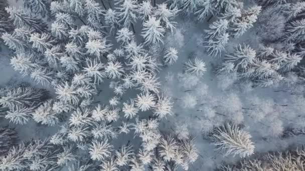 美丽的冬季自然景观 迷人的山景 森林的场景形象 滑雪胜地的冰天雪地 — 图库视频影像