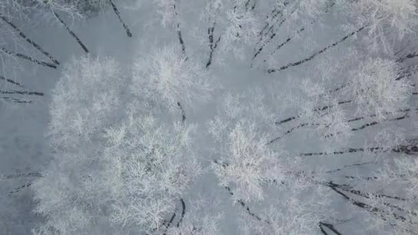 美丽的冬季自然景观 迷人的山景 森林的场景形象 滑雪胜地的冰天雪地 — 图库视频影像