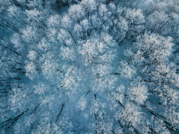 Vista Aérea Del Bosque Invernal Cubierto Nieve Fotografía Drone Imagen — Foto de Stock