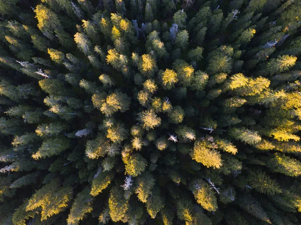 Ranní Letní Les Zelené Barvě Focení Dronu Letní Teplý Slunečný — Stock fotografie