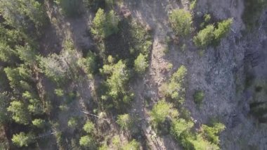 Ormanda koşan sporcu, hava manzaralı.