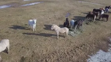 Doğal arka planda bir grup güzel at