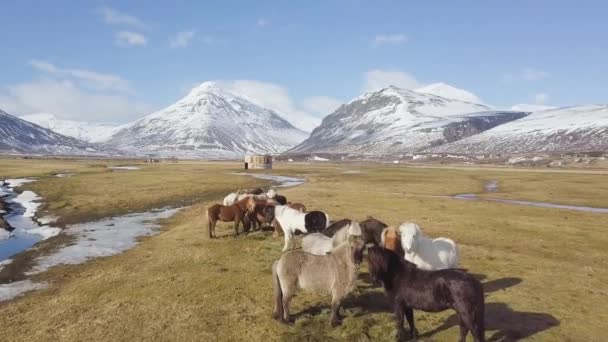 Gruppe Schöner Pferde Auf Natürlichem Hintergrund — Stockvideo