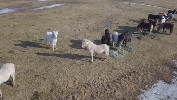 Groupe Beaux Chevaux Sur Fond Naturel — Video