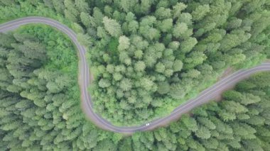 Yeşil orman ve asfalt yol, hava manzaralı. 