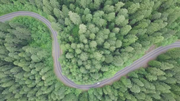 Πράσινο Δάσος Και Άσφαλτος Δρόμος Αεροφωτογραφία — Αρχείο Βίντεο