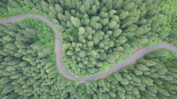 Floresta Verde Estrada Asfalto Vista Aérea — Vídeo de Stock