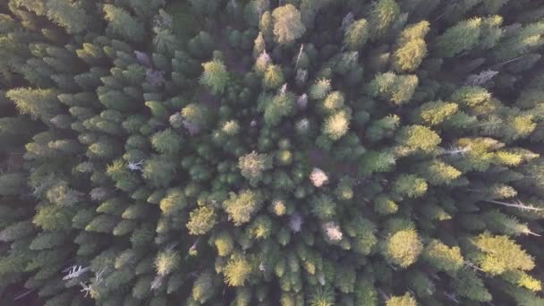 Morning Summer Forest Green Color Photoshoot Drone Summer Warm Sunlight — Stock Video