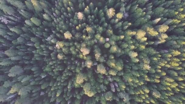 早上的夏日森林 绿色的照片来自无人机 夏日温暖的阳光 森林鸟瞰 美丽的景观背景概念 — 图库视频影像