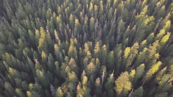 Mattina Foresta Estiva Colore Verde Photoshoot Drone Estate Calda Luce — Video Stock