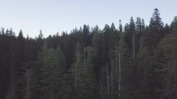 早上的夏日森林 绿色的照片来自无人机 夏日温暖的阳光 森林鸟瞰 美丽的景观背景概念 — 图库视频影像