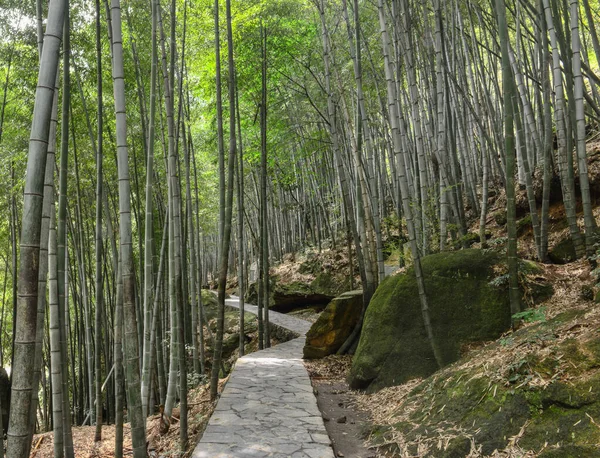 Bambu koruluğu yaz güneşli bir günde bambu ormanı — Stok fotoğraf