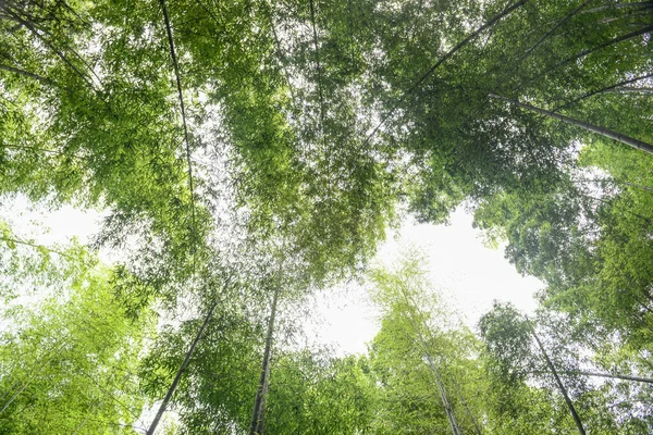 Bambu koruluğu yaz güneşli bir günde bambu ormanı