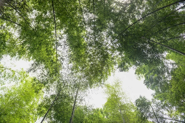 Bambushain Bambuswald im Sommer sonniger Tag — Stockfoto