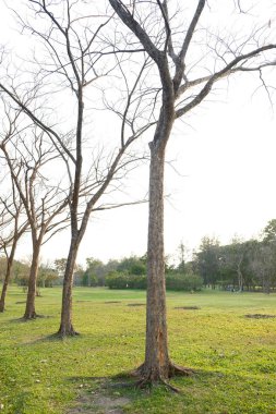 Dışarı yaprakları ile Ağaçlar