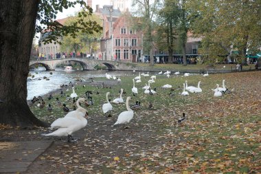 Belçika - Brugge, 30 Ekim 2019: Kanal yakınındaki bölgede kuğu kuş martıları