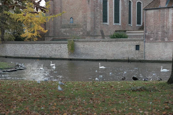 Бельгия Брюгге Октября 2019 Года Лебединая Птица Чайка Районе Канала — стоковое фото