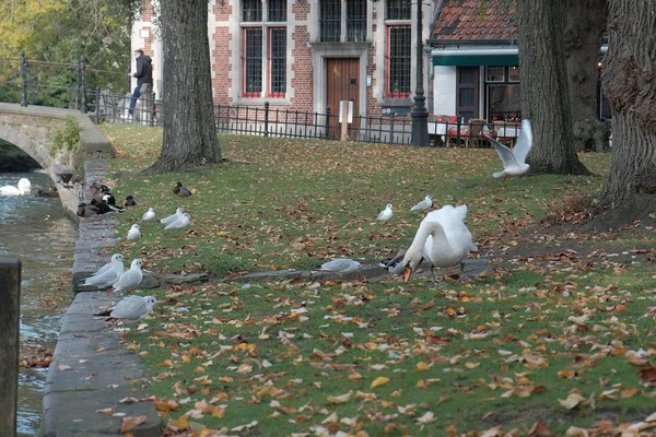 Belgium Brugge October 2019 Swans Bird Seagull Area Canal — Stock Photo, Image