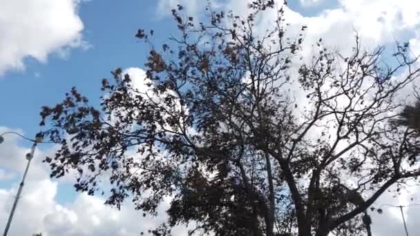 Tree Leaves Sky Autumn — Stock Video