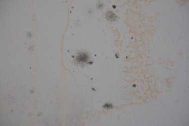 Küf mantarı duvarı nem temizliği