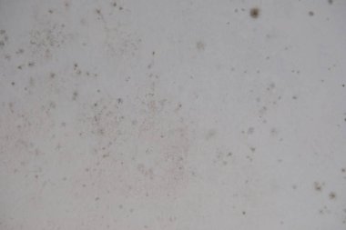 Küf mantarı duvarı nem temizliği