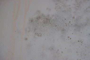 Küf mantarı duvarı nem temizliği