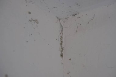 Küf mantarı duvarı nem temizliği