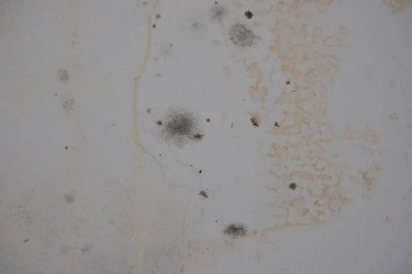 Mold Fungus Wall Humidity Sanitation — Stock Photo, Image