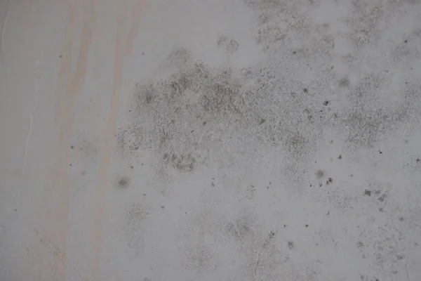 Mold Fungus Wall Humidity Sanitation — 스톡 사진