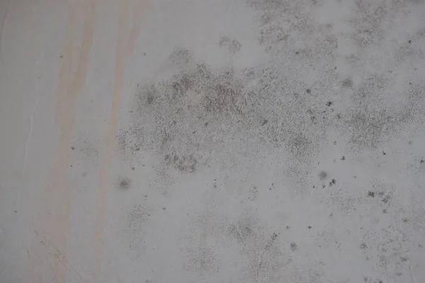 Mold Fungus Wall Humidity Sanitation — Stock Photo, Image