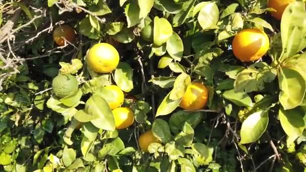 Tangerinas Saborosas Frescas Crescem Uma Plantação Árvore — Vídeo de Stock