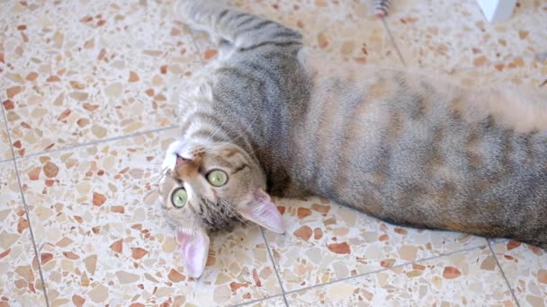 Gato Cinza Listrado Olhando Para Câmera Close Dentro Casa Bonito — Vídeo de Stock