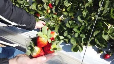 Kız bahçede çilek topluyor. Seçici odak