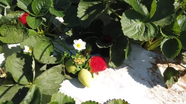 Girl Collects Strawberries Garden Selective Focus — Stock Video