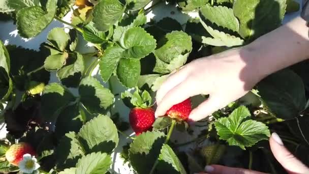 Meisje Verzamelt Aardbeien Tuin Selectieve Focus — Stockvideo