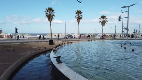 Isarel Tel Aviv Januari 2020 Duiven Aan Rand Van Fontein — Stockvideo