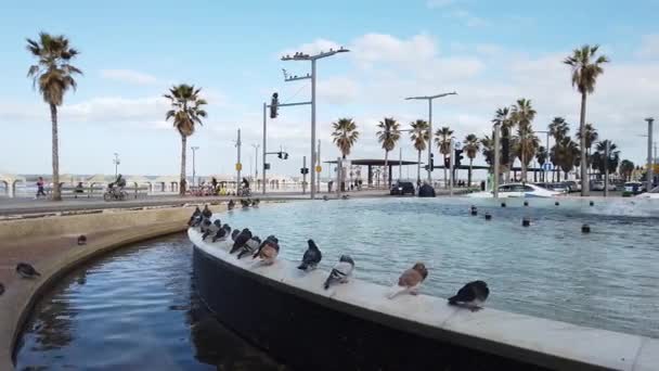 Isarel Tel Aviv 2020 Január Galambok Szökőkút Szélén Egy Napsütéses — Stock videók