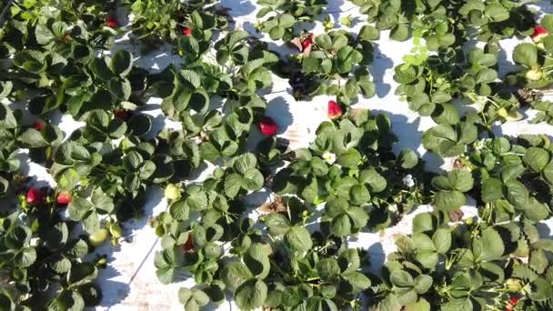 정원에서 딸기를 모으는 선택적 — 비디오