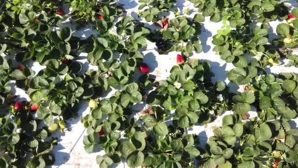 Meisje Verzamelt Aardbeien Tuin Selectieve Focus — Stockvideo